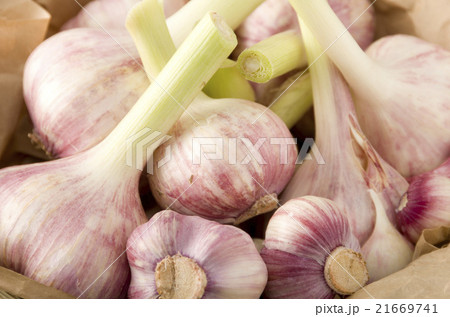 島にんにく アップ 島にんにく アップ 21669741