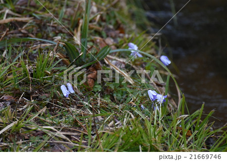 刺巻湿原　きくざきいちりんそう 21669746