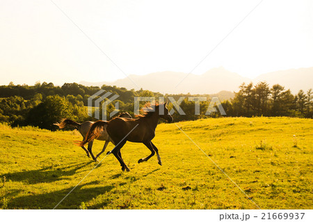 北海道の馬 21669937
