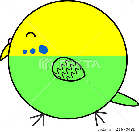 丸鳥（セキセイインコ） 21670439