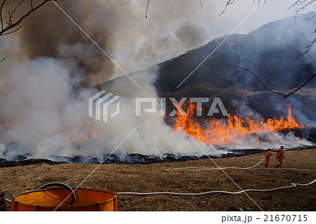 3月仙石原すすき草原山焼き16 3月仙石原すすき草原山焼き16 21670715