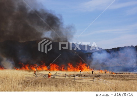 3月仙石原すすき草原山焼き17 3月仙石原すすき草原山焼き17 21670716