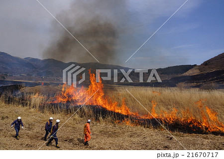 3月仙石原すすき草原山焼き19 3月仙石原すすき草原山焼き19 21670717