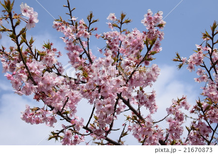 天下一ひむか桜　（宮崎県延岡市） 21670873