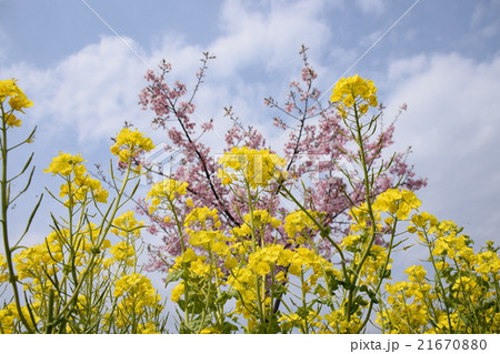 天下一ひむか桜　（宮崎県延岡市） 21670880