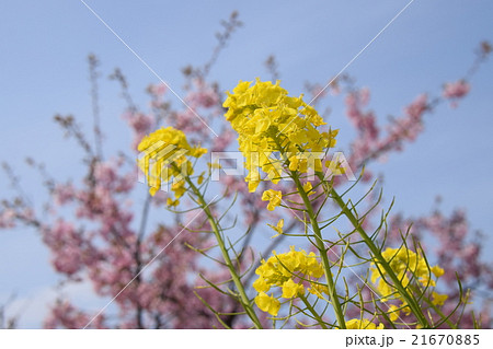 天下一ひむか桜　（宮崎県延岡市） 21670885
