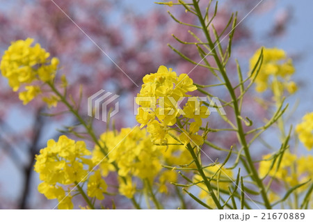 天下一ひむか桜　（宮崎県延岡市） 21670889