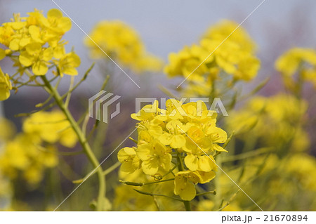 天下一ひむか桜　（宮崎県延岡市） 21670894