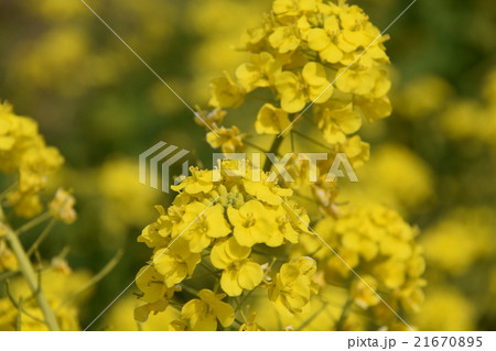 天下一ひむか桜　（宮崎県延岡市） 21670895