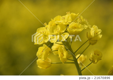 天下一ひむか桜　（宮崎県延岡市） 21670896
