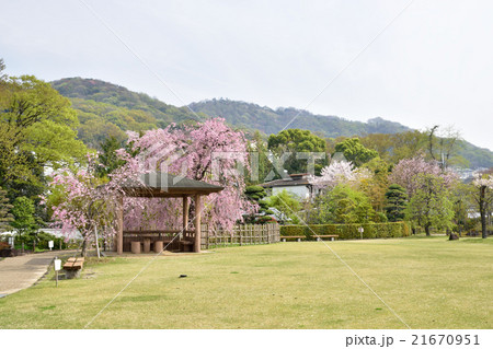 池田市の池田城庭園の春の風景 21670951