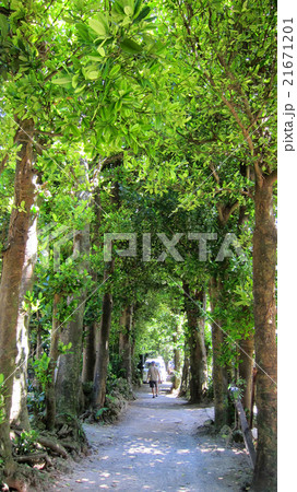 備瀬のフクギ並木 21671201