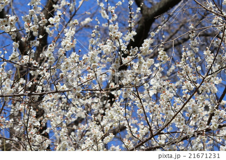 梅の花 梅の花 21671231
