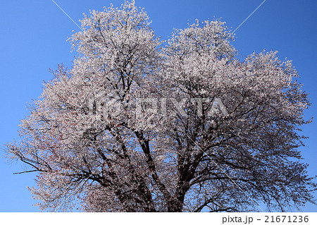 大坪の一本桜 (宮崎県東諸県群国富町) 大坪の一本桜 (宮崎県東諸県群国富町) 21671236