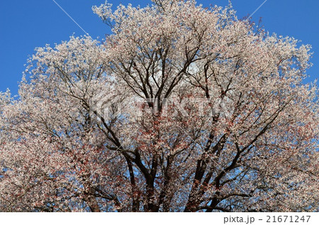 大坪の一本桜 （宮崎県東諸県群国富町） 21671247
