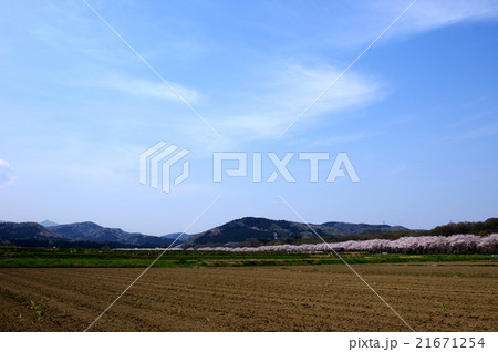 里山の春 青空と満開の桜並木を臨む田園 a 21671254