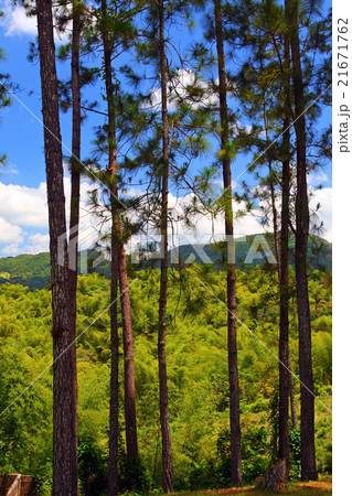 Croydon Plantation, Jamaica.. Croydon Plantation, Jamaica.. 21671762