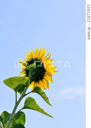 向日葵の後姿 21671925