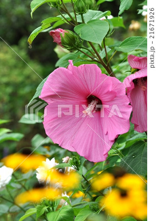 アメリカフヨウ 21671926