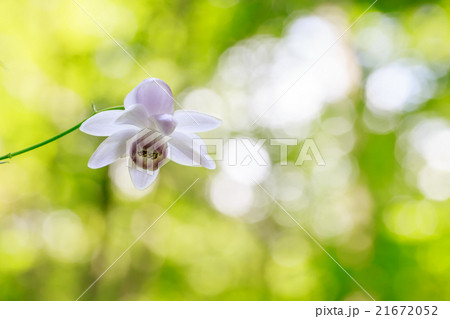 絶滅危惧種 レンゲショウマ 蓮華升麻 絶滅危惧種 レンゲショウマ 蓮華升麻 21672052