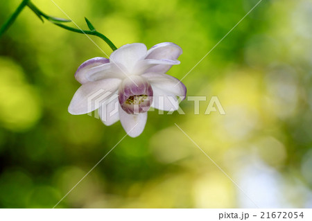 絶滅危惧種 レンゲショウマ　蓮華升麻 21672054