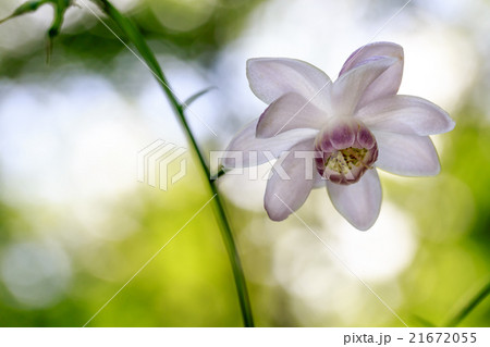 絶滅危惧種 レンゲショウマ　蓮華升麻 21672055