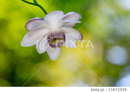 絶滅危惧種 レンゲショウマ　蓮華升麻 21672056