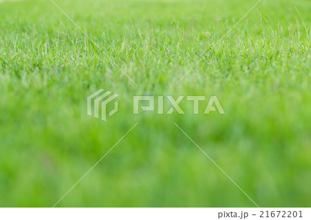 green grass in the garden(soft focus) 21672201