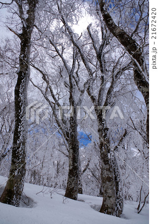 雪の比婆山御陵付近のブナ林　積雪　霧氷 21672420