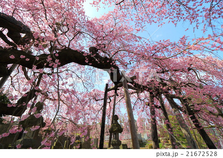 日輪寺のシダレザクラ～2016春 21672528