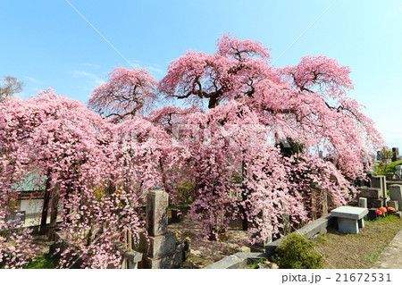 日輪寺のシダレザクラ～2016春 21672531