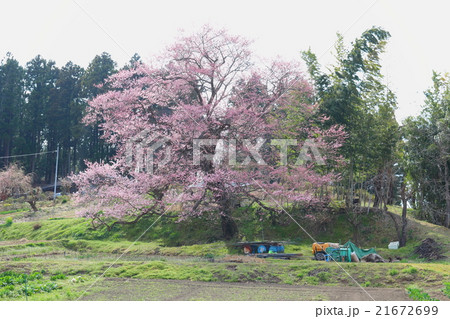 油井新田の桜～2016春 21672699