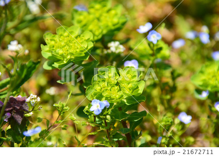 トウダイグサ 21672711