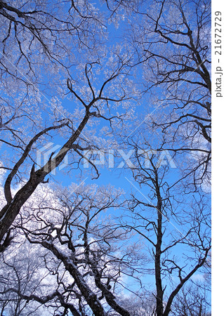 霧氷　雪の花　青空 21672729