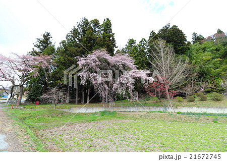 川辺八幡神社のシダレザクラ～2016春 21672745