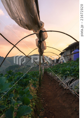 strawberry plant strawberry plant 21672820