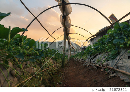 strawberry plant strawberry plant 21672821