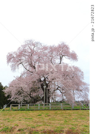 戸津辺の桜～2016春 21672823