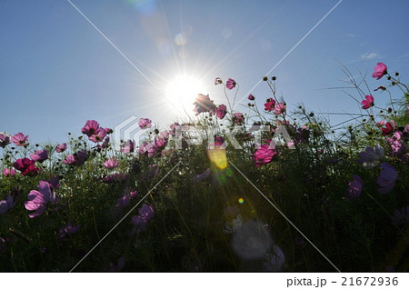 コスモスに太陽を 21672936