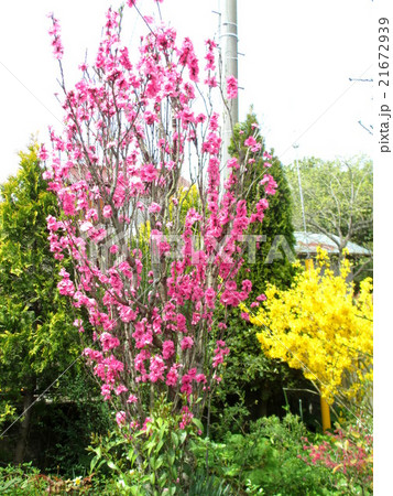 春　満開♪ハナモモの照手桃 21672939