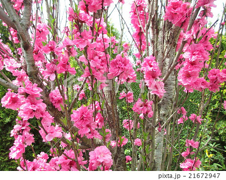 春　満開♪ハナモモの照手桃 21672947