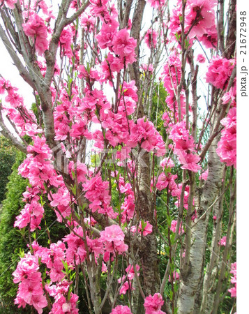 春　満開♪ハナモモの照手桃 21672948