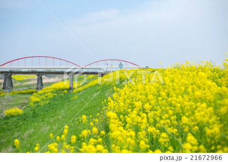 菜の花 菜の花 21672966