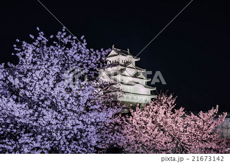 姫路城夜桜会2016 21673142