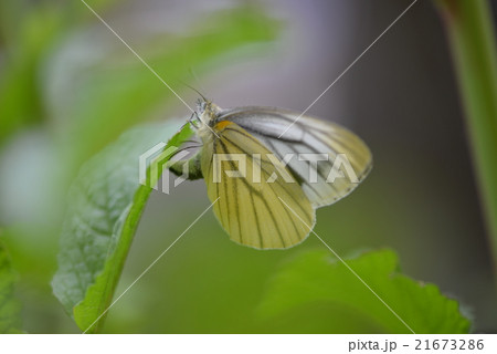 スジグロシロチョウの産卵 21673286