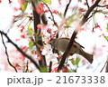 さくらとスズメ 21673338
