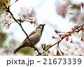 さくらとスズメ 21673339