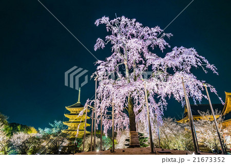 東寺夜桜ライトアップ 21673352
