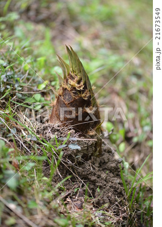 タケノコ 21673549