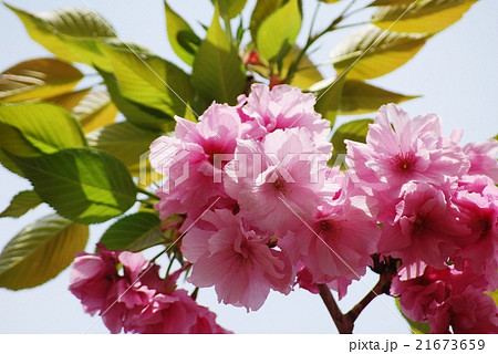 青空とピンク色の八重桜（フクロクジュ） 21673659